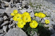 38 Papavero alpino (Papaver rhaeticum)